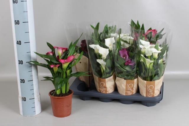 <h4>ZANT GEM 5 KL</h4>