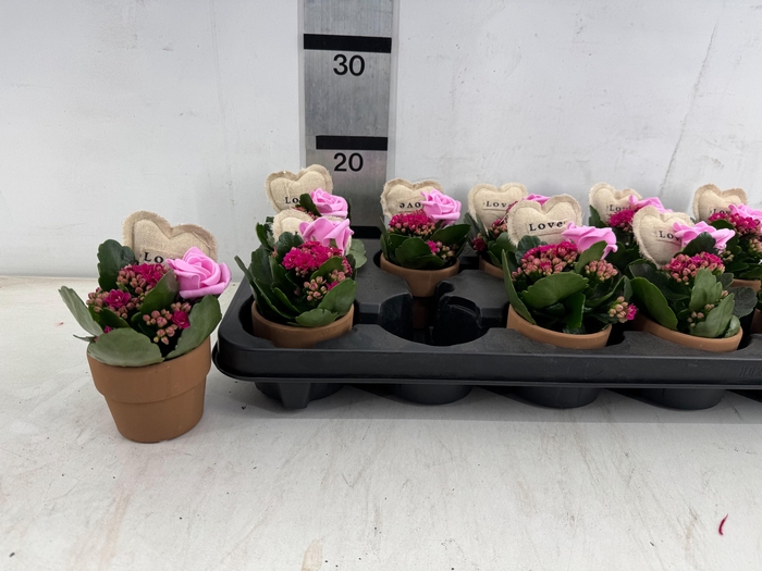 <h4>ARR PL IN SCHAAL</h4>