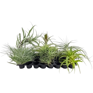 Tillandsia exclusif mix XXL x6