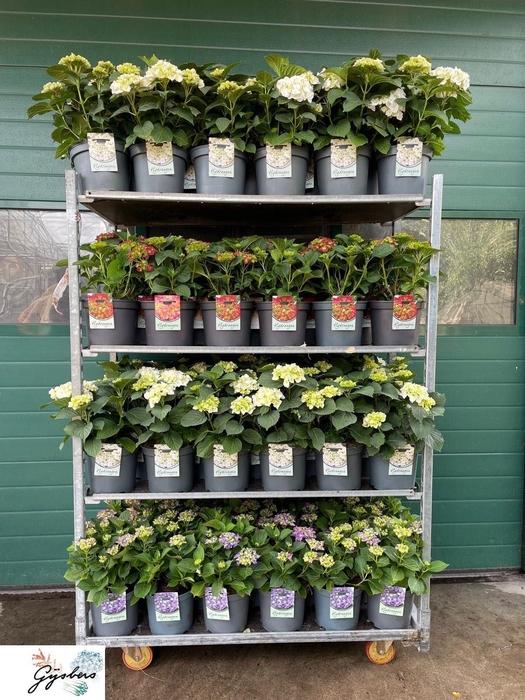 <h4>HYDRANGEA MAC.</h4>