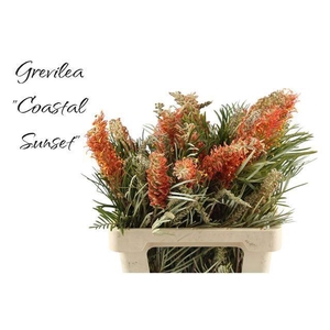 GREVI COASTAL SUNSET