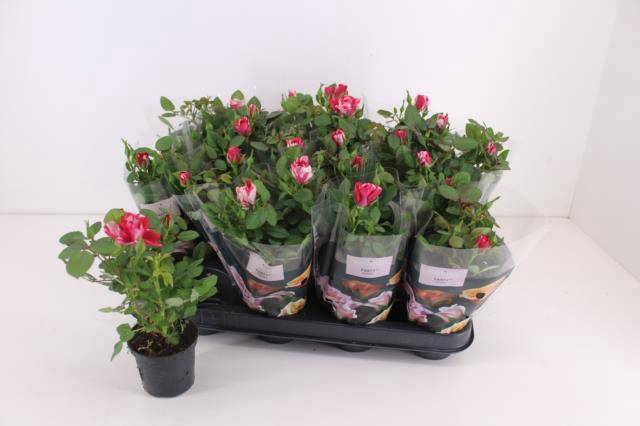 <h4>Rosa Gigi Party</h4>