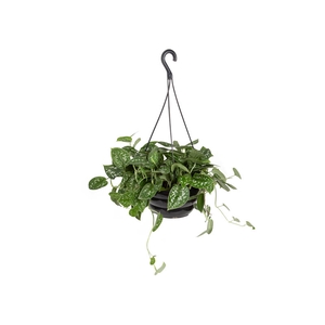 SCINDAPSUS ARGYRAEUS C21 MIN 50 CM PENDENTE