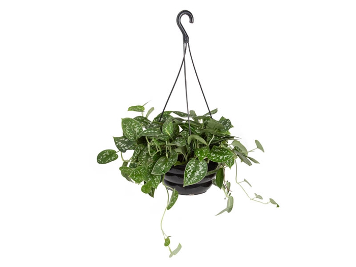 <h4>SCINDAPSUS ARGYRAEUS C21 MIN 50 CM PENDENTE</h4>