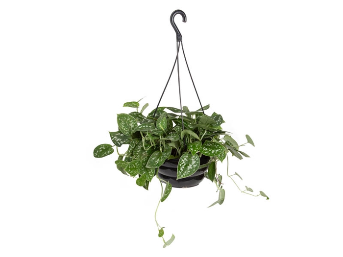 SCINDAPSUS ARGYRAEUS C21 MIN 50 CM PENDENTE