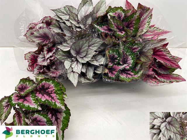 <h4>BEG BEL GEM</h4>