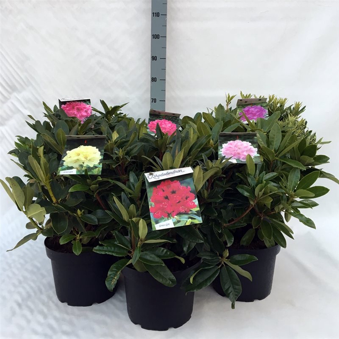 <h4>(Clearance Offer) Rhododendron hybride mix P29 (10ltr) </h4>