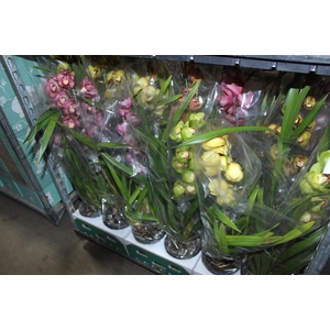 CYMBIDIUM P18 MIN 1 HT
