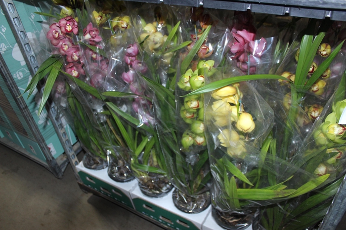 <h4>CYMBIDIUM P18 MIN 1 HT</h4>