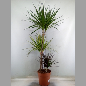 Dracaena marg.   ..mix 3