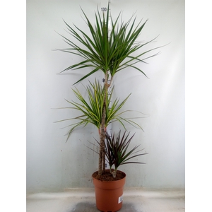 Dracaena marg.   ..mix 3