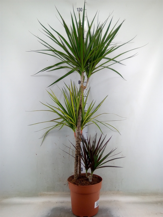 <h4>Dracaena marg.   ..mix 3</h4>