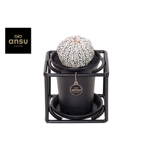 Astrophytum Asterias Super Kabuto in design frame