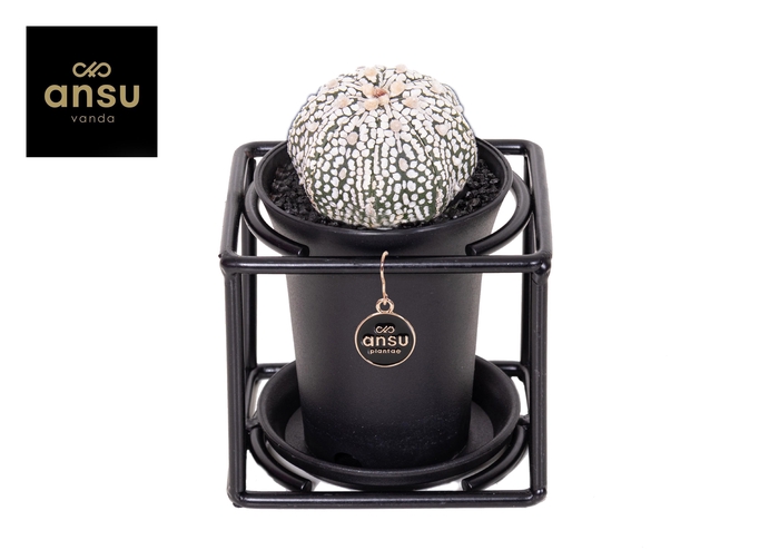<h4>Astrophytum Asterias Super Kabuto in design frame</h4>