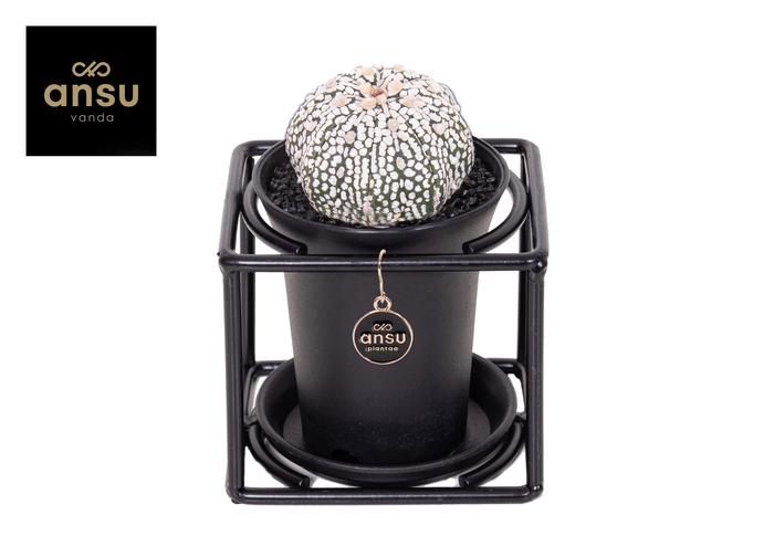 <h4>Astrophytum Asterias Super Kabuto in design frame</h4>