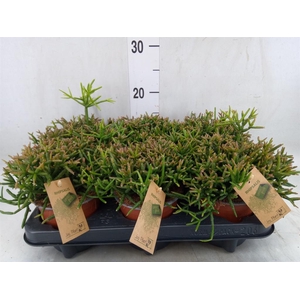 Rhipsalis burchellii