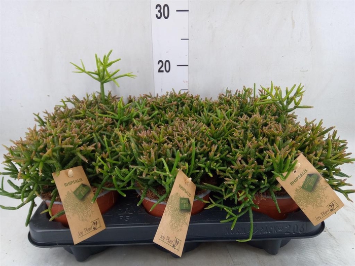 <h4>Rhipsalis burchellii</h4>