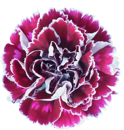 <h4>Di St Minerva Bicolor Purple 65cm CO</h4>