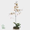 Oncidium (Cites) 12Ø 60cm 1st