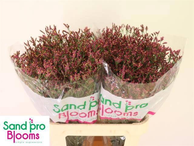 <h4>LIM SIN SCARLET DIA</h4>