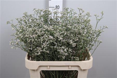 <h4>Lim White Neto</h4>