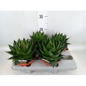 Aloe aristata 'Cosmo'