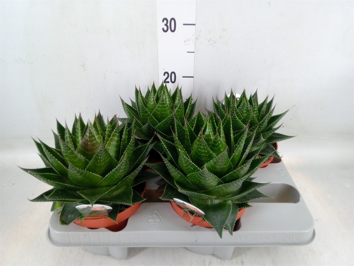 <h4>Aloe aristata 'Cosmo'</h4>