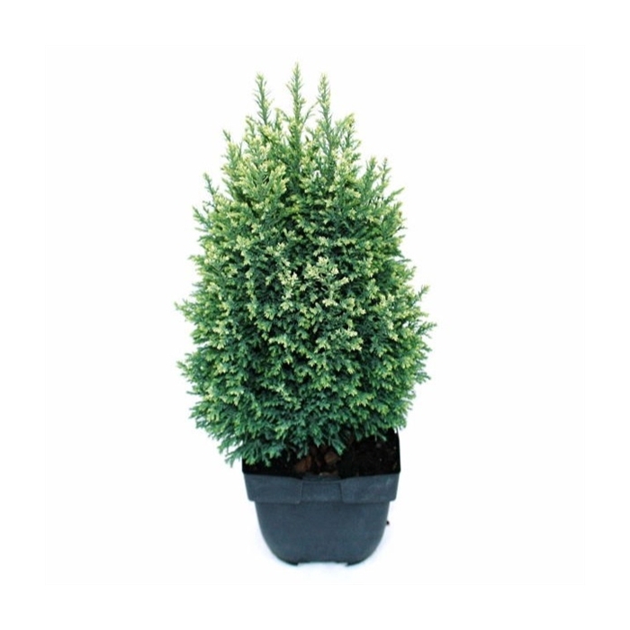 <h4>Chamaecyparis lawsoniana 'Snow White' P17</h4>