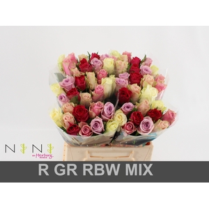 Rosa large mix rainbow (mixbunch)