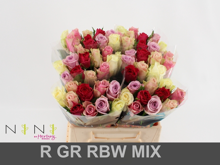 <h4>Rosa large mix rainbow (mixbunch)</h4>