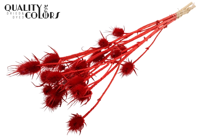<h4>Cardi Distel Bleached 5pc/bunch 70cm Red</h4>