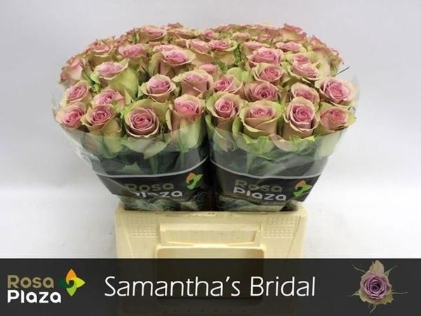 R Gr Samantha Bridal