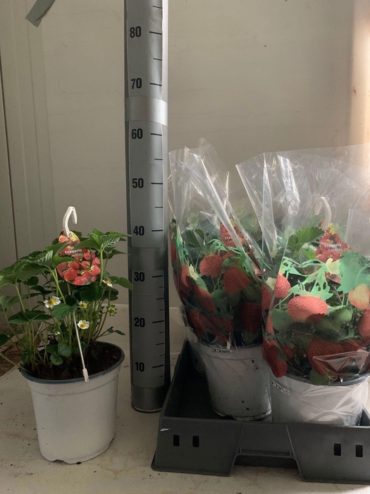 <h4>FRAG ELSANTA</h4>