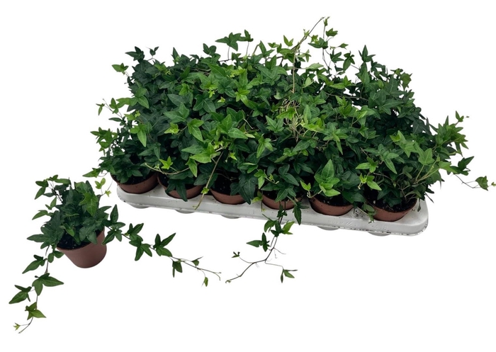 <h4>HED HE SHAMROCK</h4>