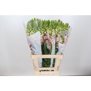 ANTIR POTOMAC APPLEBLOSSOM