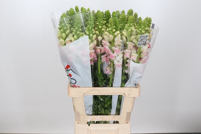 <h4>ANTIR POTOMAC APPLEBLOSSOM</h4>