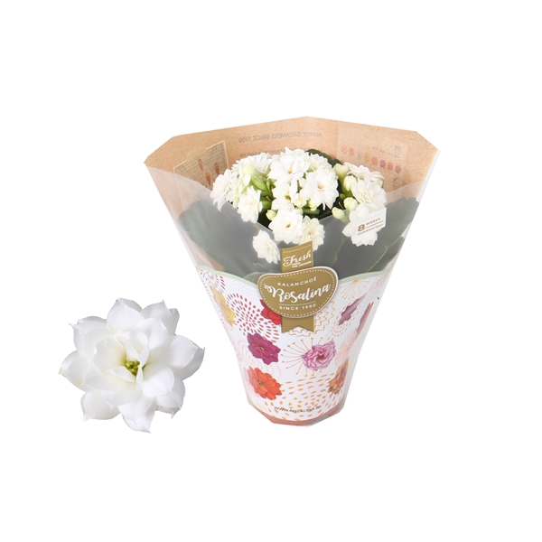 <h4>Kalanchoe Rosalina 06cm Don Dione wit</h4>