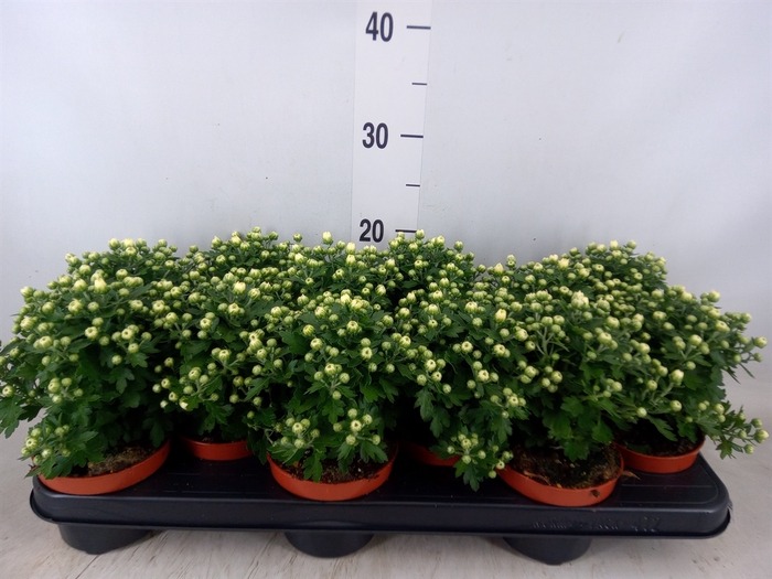 <h4>Chrysanthemum  'Braque White'</h4>
