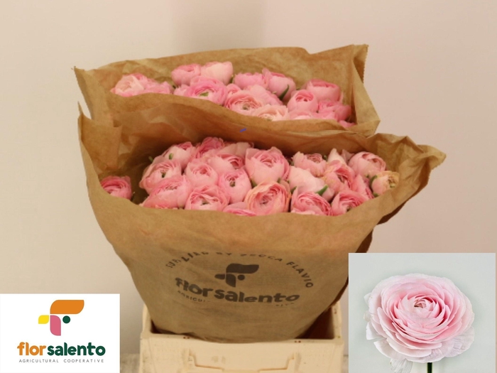 <h4>RAN SU FAVOLA</h4>