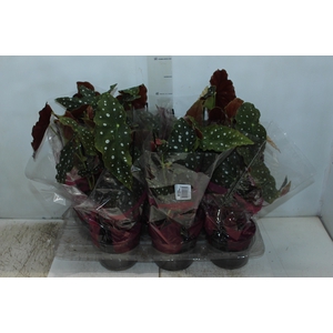 BEGONIA MACULATA P15 PO