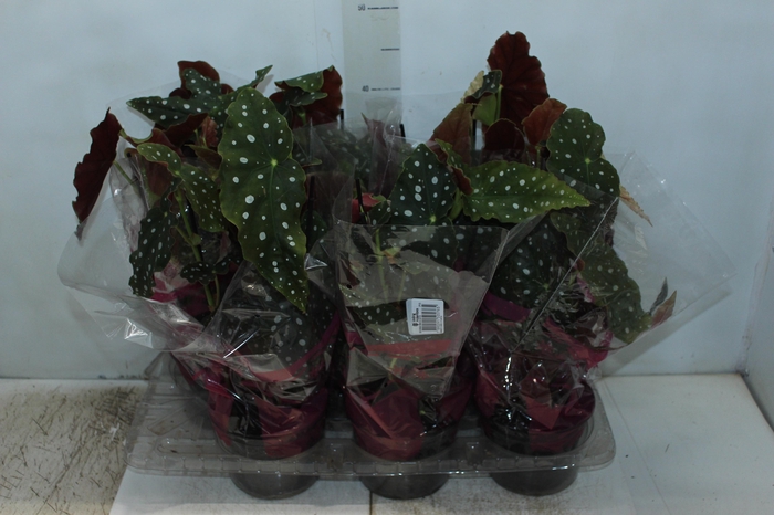 <h4>BEGONIA MACULATA P15 PO</h4>