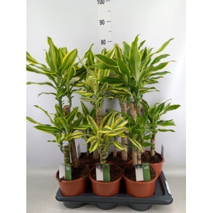 Dracaena frag.   ...mix 3