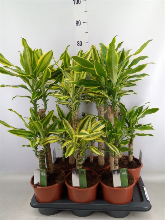 <h4>Dracaena frag.   ...mix 3</h4>