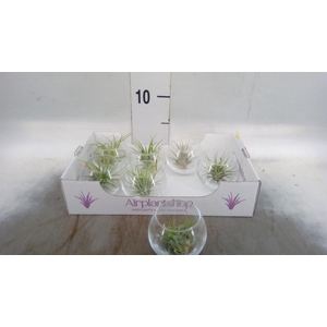 Arr.  Tillandsia L%