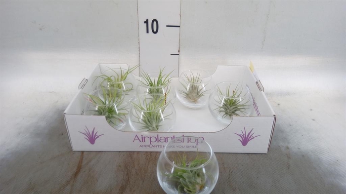<h4>Arr. Tillandsia L%</h4>