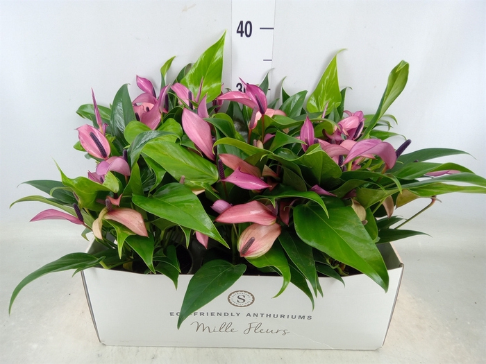 <h4>Anthurium  'Zizou'</h4>