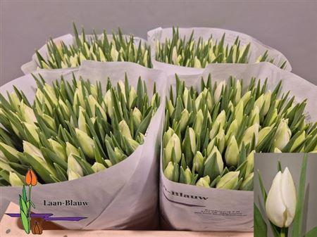 <h4>Tu En Polar Bear</h4>