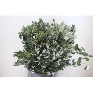 Pittosp Ralphi Leaves 400gr P Bunch
