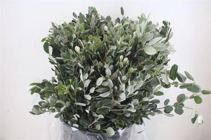<h4>Pittosp Ralphi Leaves 400gr P Bunch</h4>
