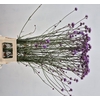 VERBENA XL